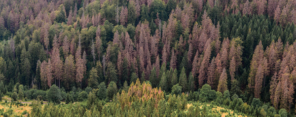 Are forests dying out?