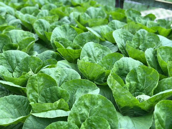 Vertical Farms are slowly taking over the Globe